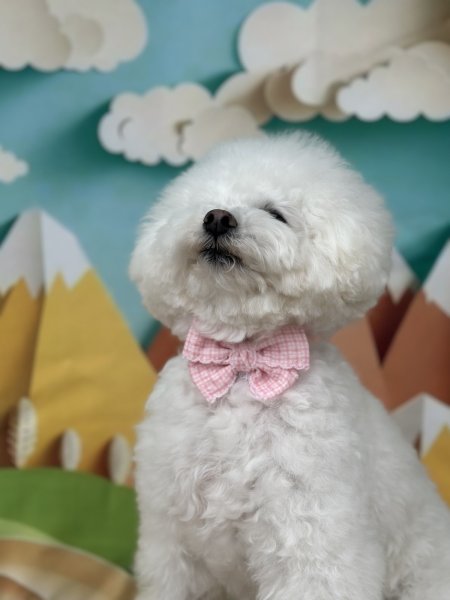 画像4: フォトグラフィーシート　山と気球 (4)