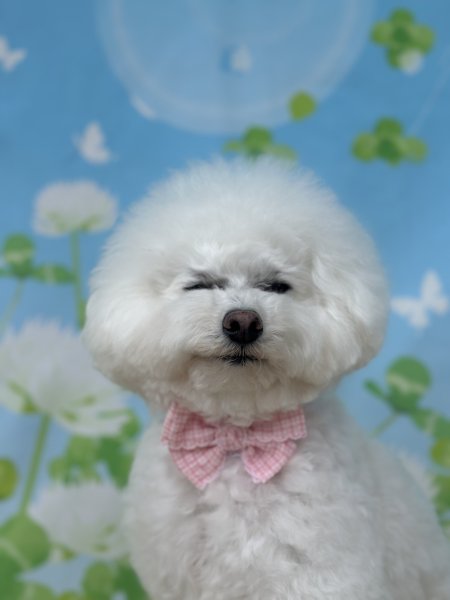 画像4: フォトグラフィーシート しろつめ草 (4)