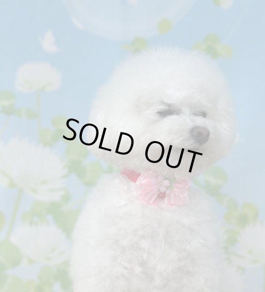 画像5: チェリーブロッサムチョーカー（結ぶタイプ）８本セット (5)