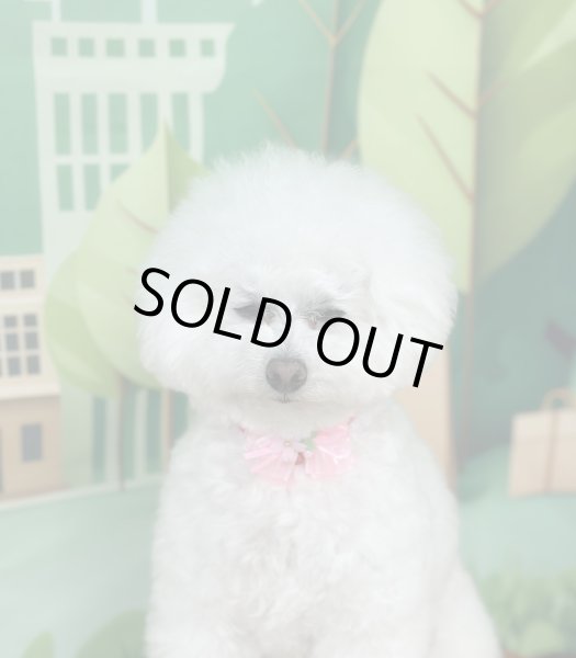 画像2: チェリーブロッサムチョーカー（結ぶタイプ）８本セット (2)