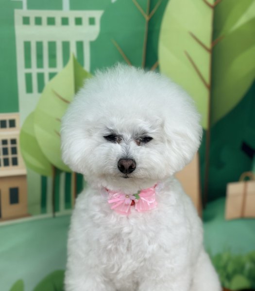 画像4: チェリーブロッサムチョーカー（輪S）8本セット (4)