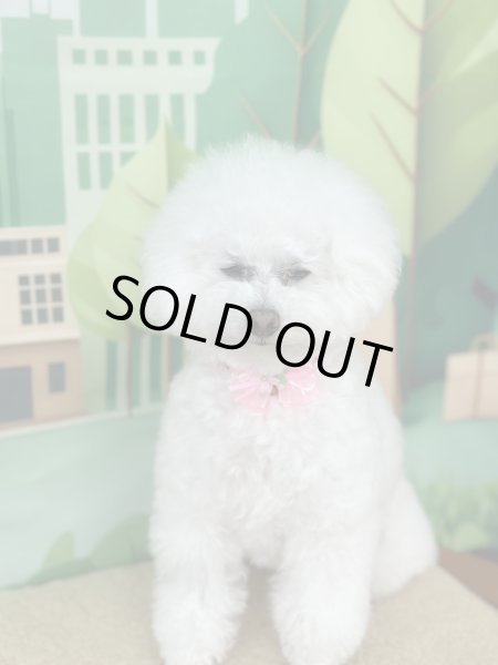 画像3: チェリーブロッサムチョーカー（結ぶタイプ）８本セット (3)