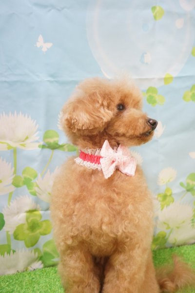 画像3: フォトグラフィーシート しろつめ草 (3)