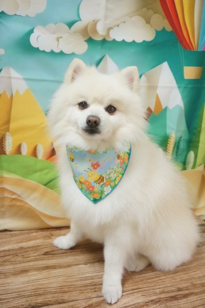 画像2: フォトグラフィーシート　山と気球 (2)