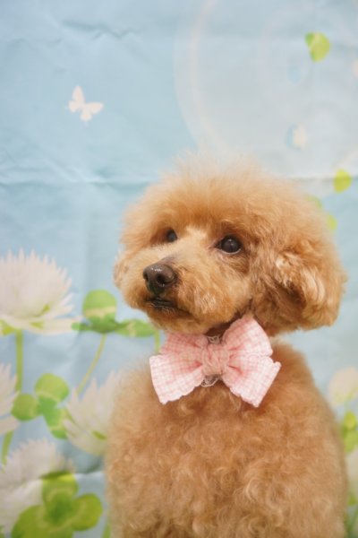 画像2: フォトグラフィーシート しろつめ草 (2)