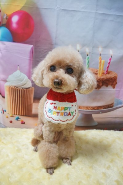 画像4: お誕生日スタイ (4)