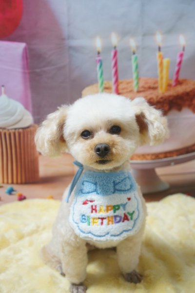 画像3: お誕生日スタイ (3)