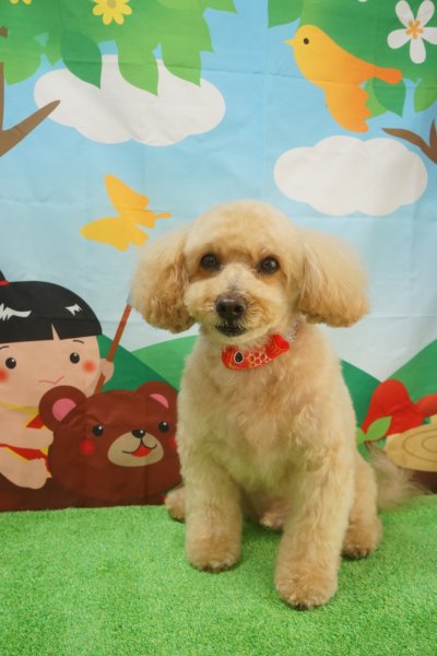 画像2: フォトグラフィーシート　金太郎 (2)