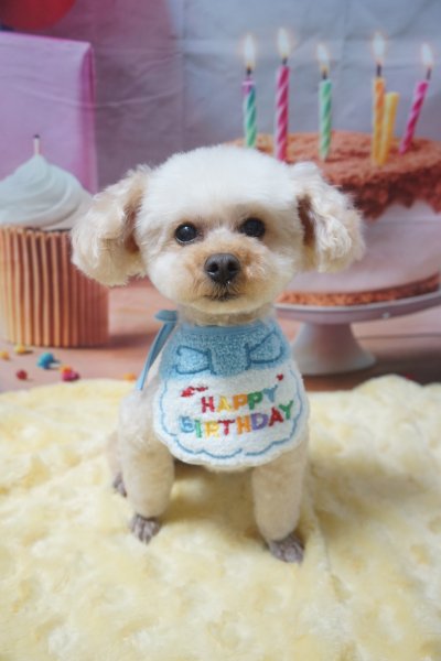 画像4: フォトグラフィーシート　HappyBirthday (4)