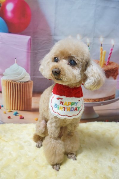 画像3: フォトグラフィーシート　HappyBirthday (3)