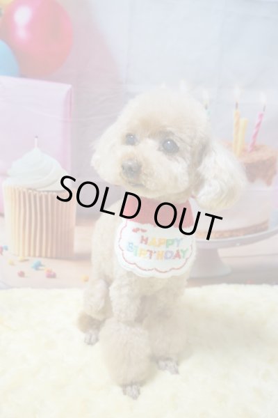 画像3: フォトグラフィーシート　HappyBirthday (3)