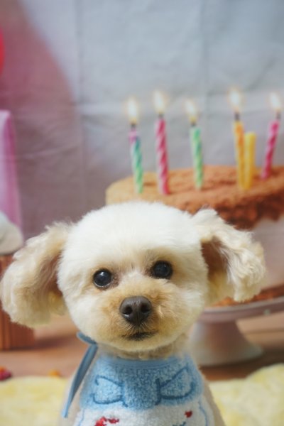 画像5: フォトグラフィーシート　HappyBirthday (5)