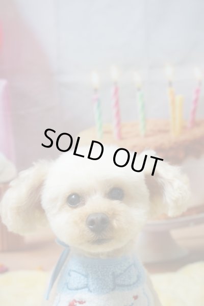 画像5: フォトグラフィーシート　HappyBirthday (5)