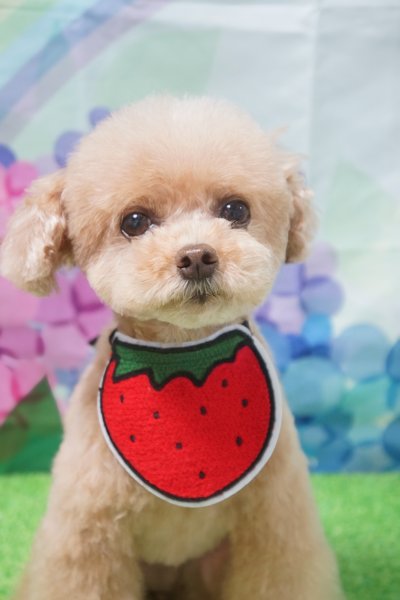 画像3: イチゴスタイ　Mサイズ (3)