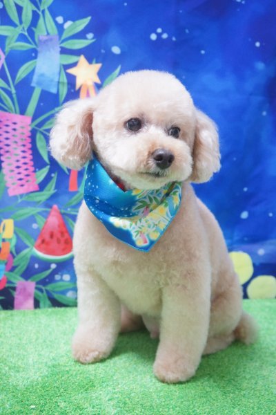 画像2: フォトグラフィーシート　七夕 (2)