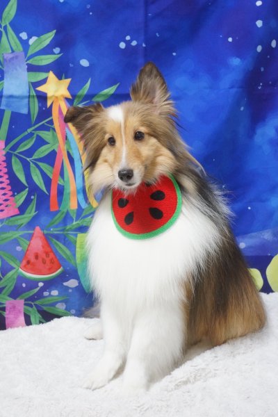 画像3: フォトグラフィーシート　七夕 (3)