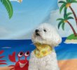 画像3: デザインバンダナ　ブラインディングサマー　１０枚セット (3)