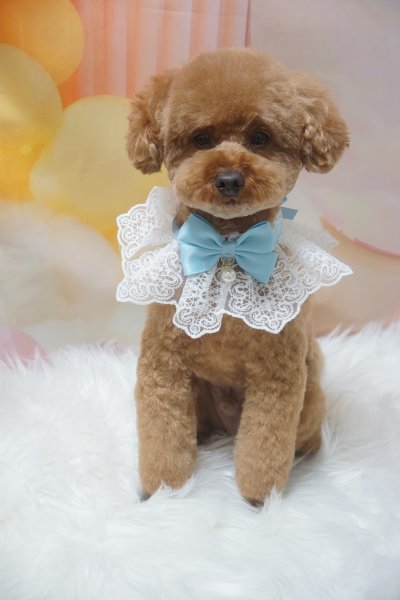 画像4: レーシーフリルスタイ (4)