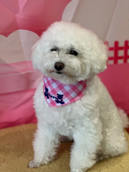 画像2: デザインバンダナ　ハッピーチェック　１０枚セット (2)