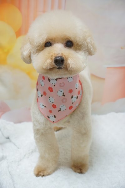 画像2: デザインバンダナ　しまえなが　１０枚セット (2)