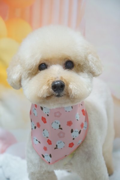 画像3: デザインバンダナ　しまえなが　１０枚セット (3)