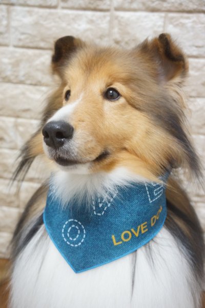 画像2: デザインバンダナ　ラブデニム　１０枚セット (2)