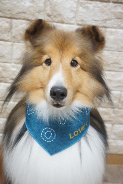 画像4: デザインバンダナ　ラブデニム　１０枚セット (4)