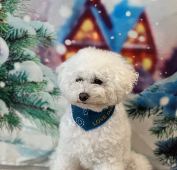 画像2: フォトグラフィーシート　クリスマスイブ (2)