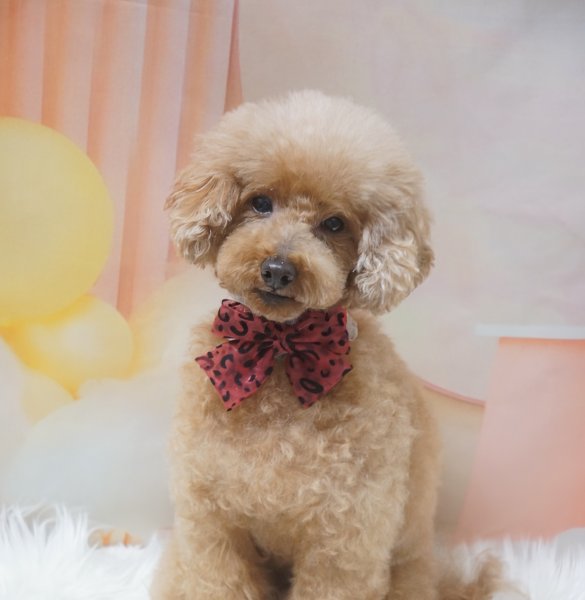 画像2: フォトグラフィーシート　秋の音楽 (2)