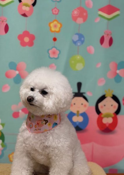 画像4: デザインバンダナ　ひな祭り　１０枚セット (4)