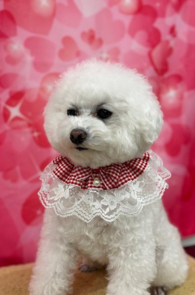 画像2: カントリードールスタイ (2)