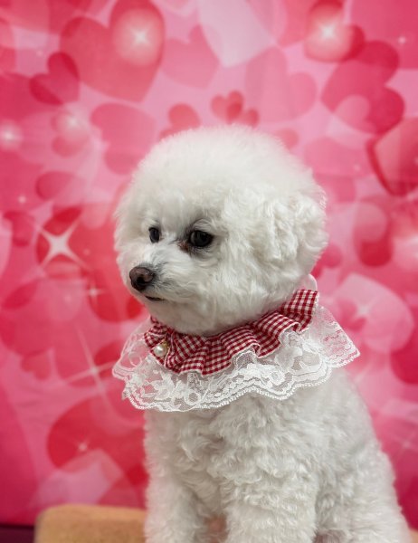 画像3: カントリードールスタイ (3)