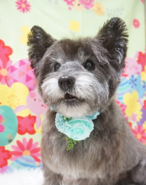 画像3: リングブーケRB26-5　５本セット (3)