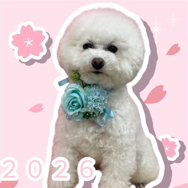 画像4: リングブーケRB26-5　５本セット (4)