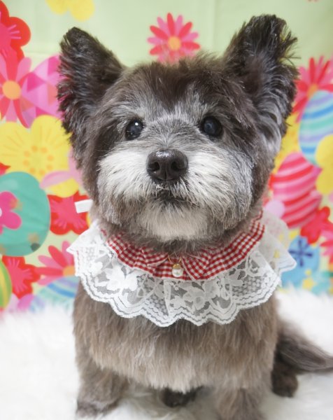 画像2: カントリードールスタイ (2)