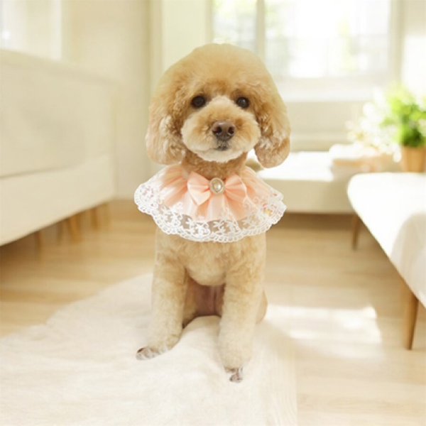 画像3: ロイヤルレーススタイ (3)