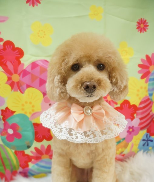 画像2: ロイヤルレーススタイ (2)