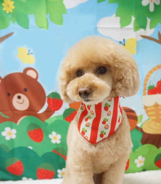 画像2: デザインバンダナ　ベリーポップ　１０枚セット (2)