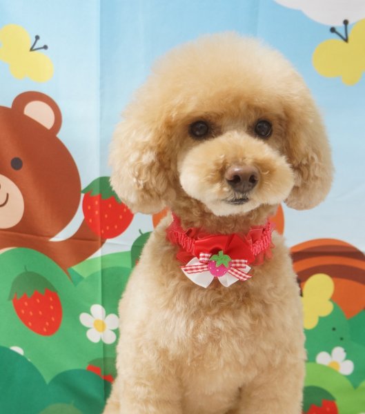 画像2: フォトグラフィーシート　いちご日和 (2)