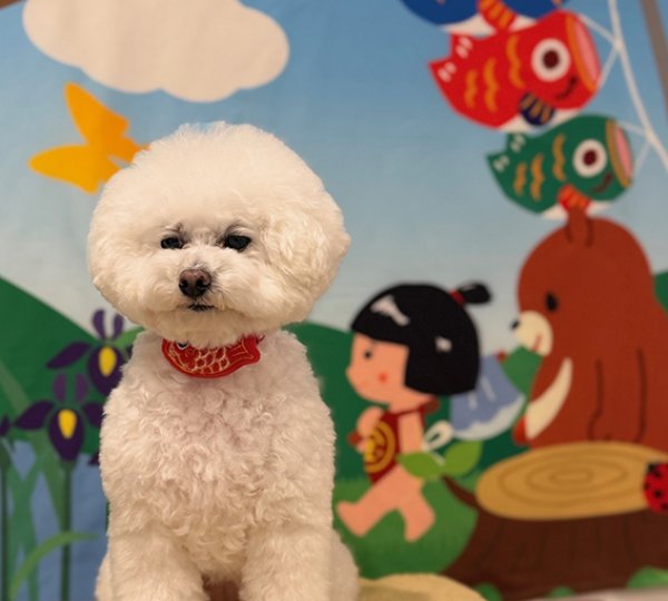 画像3: フォトグラフィーシート　おさんぽ金ちゃん (3)