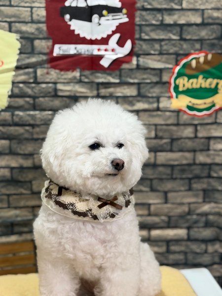 画像3: ベリー＆ショコラスタイ (3)