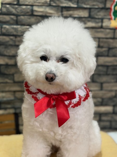 画像2: ベリー＆ショコラスタイ (2)