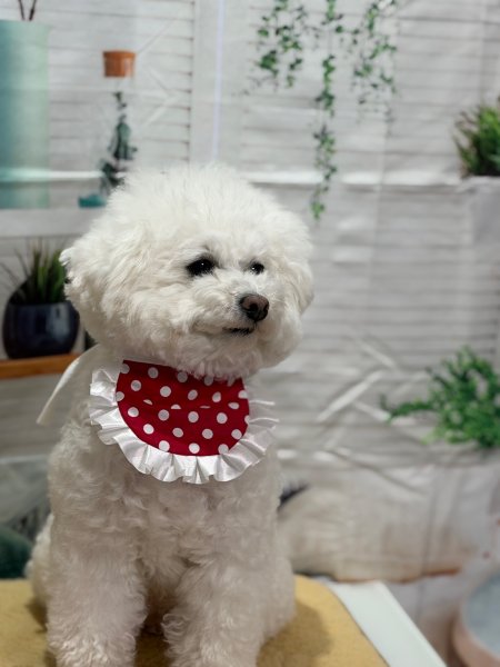 画像2: ビタミンカラースタイ (2)