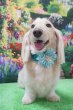 画像2: ブルームダリアチョーカー（輪S）10本セット (2)