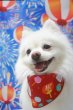 画像2: フォトグラフィーシート　花火 (2)