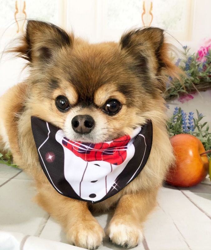 タキシードバンダナ 10枚セット ペットリボン 犬のリボン ペットアクセサリー ミュウ バァウ