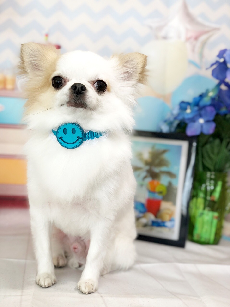 犬 チョーカー カラフルスマイルチョーカー10本セット 輪ss 業務用チョーカー ペットリボン 犬のリボン ペットアクセサリー ミュウ バァウ 犬 チョーカー カラフルスマイルチョーカー10本セット 輪ss 業務用チョーカー ペットリボン 犬のリボン ペットアクセサリー ミュウ バァウ