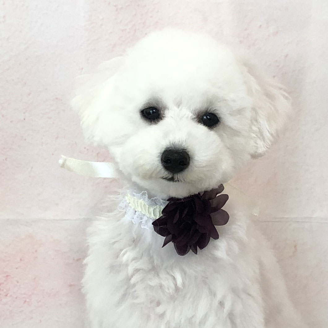 犬 チョーカー 可憐なお花チョーカー 10本セット 結ぶタイプ 業務用チョーカー ペットリボン 犬のリボン ペットアクセサリー ミュウ バァウ 犬 チョーカー 可憐なお花チョーカー 10本セット 結ぶタイプ 業務用チョーカー ペットリボン 犬のリボン ペットアクセサリー ミュウ バァウ