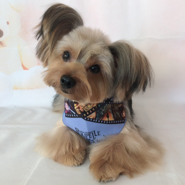犬 バンダナ えんとつ町のプペルバンダナ 10枚セット 業務用バンダナ ペットリボン 犬のリボン ペットアクセサリー ミュウ バァウ 犬 バンダナ えんとつ町のプペルバンダナ 10枚セット 業務用バンダナ ペットリボン 犬のリボン ペットアクセサリー ミュウ バァウ